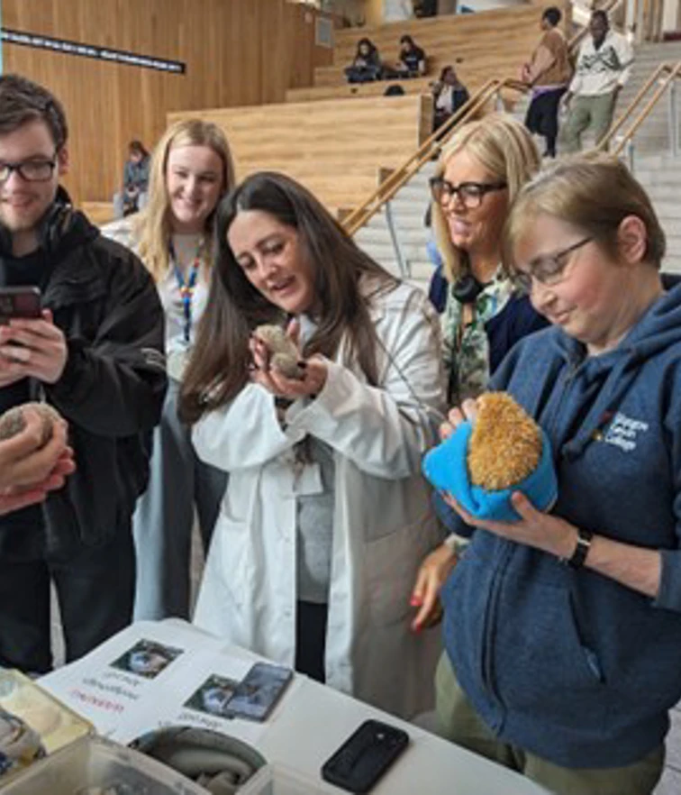 Students and staff gathered indoors smiling and interacting with hedgehogs during a campus awareness event. Students and staff gathered indoors smiling and interacting with hedgehogs during a campus awareness event.